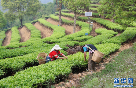 云南西雙版納勐海布朗山鄉(xiāng)：采茶春日里 茶香迎客來