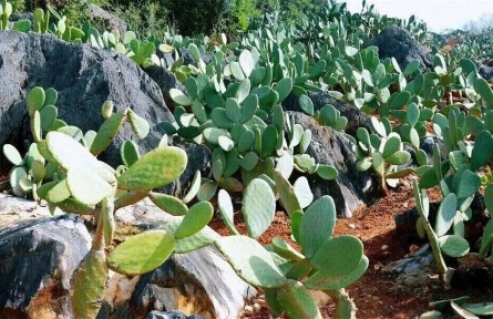 云南文山：仙人掌里觀政績