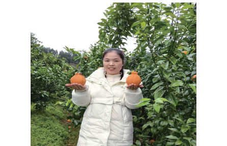 九年間，她既種果子又種“體系”  果農(nóng)毛丹以聯(lián)合社模式助南充柑橘“走出去”