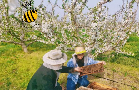 紅火的日子 熱騰騰的家|逐花而居 “蜂四代”釀出共富“甜蜜家園”