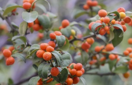 穿越500年，這顆小金豆不簡單！