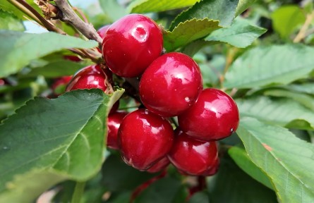 翠花走千村｜大棚種出“紅寶石”