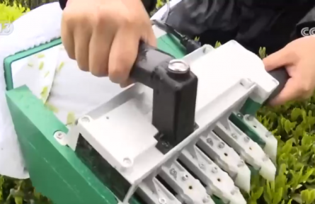 看見2030 “十五五”新圖景 | 高科技裝備成“新寵” 傳統(tǒng)茶園“數(shù)智”飄香