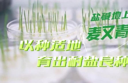 鹽堿地上麥又青：以種適地，育出耐鹽良種
