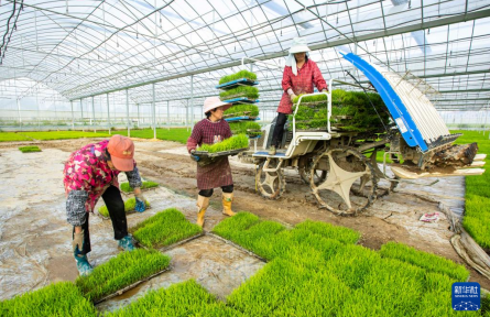 清明種得一田春