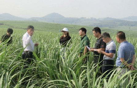一株甜透八桂“糖罐子”的“宿根蔗”——記廣西農(nóng)墾昌菱農(nóng)場有限公司技術(shù)總監(jiān)陸輝德
