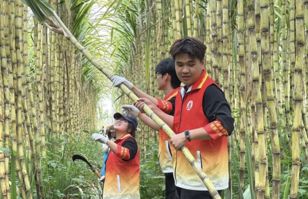 政企社同心助農(nóng)！這場“甜蜜行動”破解甘蔗滯銷難題