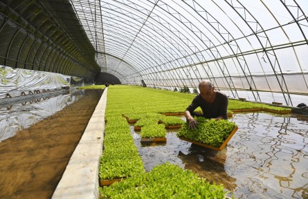 北京延慶：水培園里春管忙