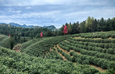 茶農老馮家住了50余名采茶工！貴州德江上堰村：日發(fā)務工工資百萬元