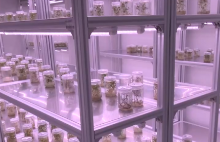 收集引進種質(zhì)資源 生物育種新技術(shù)加速應(yīng)用