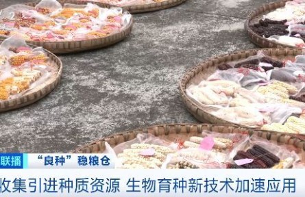 “中國糧”用上“中國種”！種業(yè)向智慧化轉(zhuǎn)型，生物育種新技術(shù)加速應(yīng)用