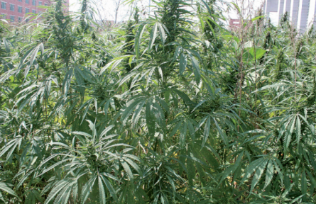 藥食同源 云南好物 | 藥食兩用火麻仁