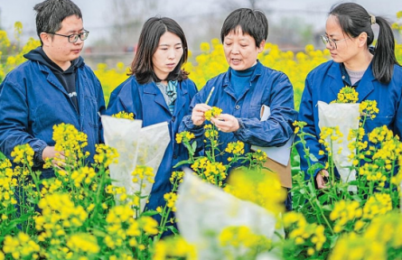 匠心培育優(yōu)質(zhì)品種 科技賦能農(nóng)戶增收  “一片菜花黃”綻放山西運(yùn)城鄉(xiāng)村振興金色希望