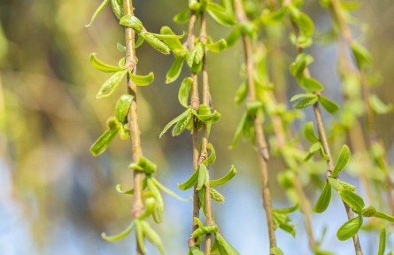 春芽第一鮮，比香椿更嫩！還是清肝高手，簡單一拌清鮮回甘，全家搶著吃