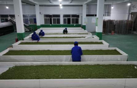 湖北大悟茶葉的“三變”