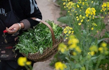 春季挖食野菜如何防中毒？