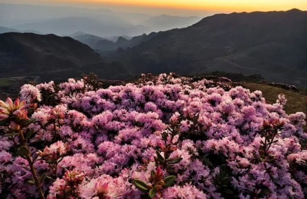 浪漫滿分！貴州烏蒙大草原萬(wàn)畝杜鵑花開成海