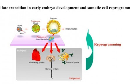 表觀遺傳決定細胞“命運”，助力大動物智能育種