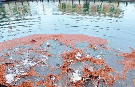 大國糧策|憑實(shí)力圈粉海外！中國這條魚，真香