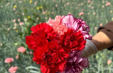 央媒看甘肅 | 甘肅武威“深花巷子”育鮮花