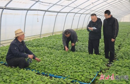 從“看天吃飯”到“知天而作”——甘肅定西馬鈴薯產(chǎn)業(yè)高質(zhì)量發(fā)展背后的氣象力量