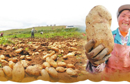 云南馬鈴薯的本土化與主糧化嬗變