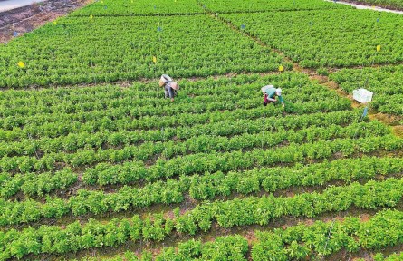 鄉(xiāng)村振興 | 從深山采摘到田間管護——云南普洱思茅區(qū)野生蔬菜基地托起村民增收夢