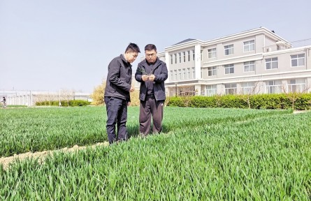 春耕春管一線行：精細試驗，為旱堿麥育種打基礎(chǔ)