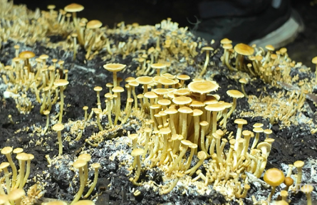 春日里的中國丨棚暖新芽旺 菌香滿鄉(xiāng)野