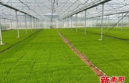 育秧大棚內秧苗長勢喜人，岣嶁鄉(xiāng)種糧人科技春耕信心足