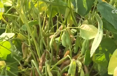 太空育種初見成效 小種子讓“中國飯碗”端的更牢
