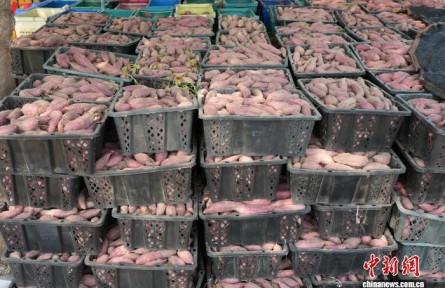 海南“鎮(zhèn)”能量：一個(gè)地瓜，創(chuàng)意出圈