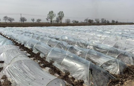 寧夏菜心首批批量上市——36小時(shí)后，深圳見(jiàn)