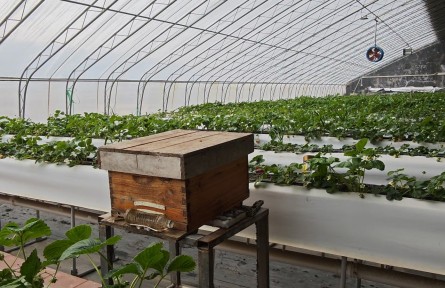 草莓的味，美在哪里