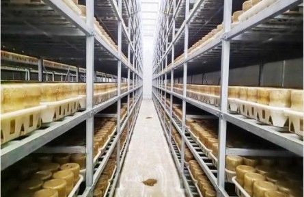 從種源突破，到智慧生產(chǎn)