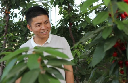 從電商“開路”到櫻桃“棚主”