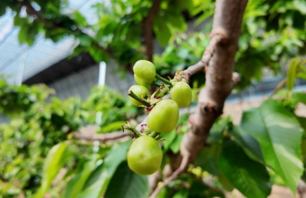 河北秦皇島：大棚櫻桃幼果期防裂果的管理技術(shù)