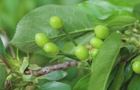 農(nóng)業(yè)知識(shí)｜設(shè)施櫻桃硬核期：控溫降濕防病害