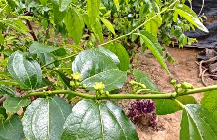 【農(nóng)業(yè)知識(shí)】溫室冬棗棗吊伸長(zhǎng)期管理