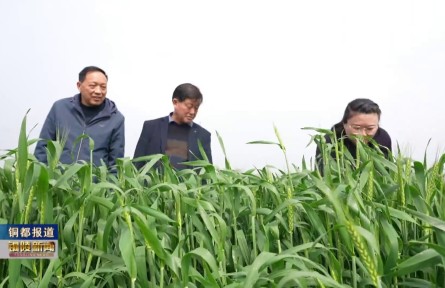 銅陵：農(nóng)技服務下沉田間 科學防控小麥病害