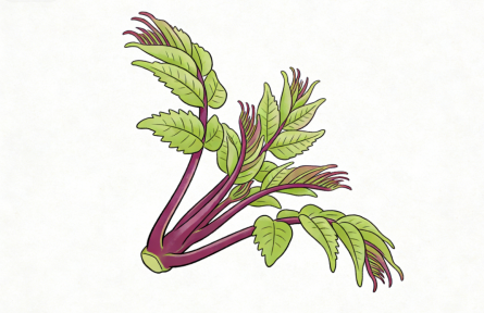 春天必吃芽苗菜，疏肝養(yǎng)人別錯過！