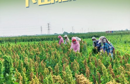 鄉(xiāng)村振興齊魯樣板｜藜麥“走下山”扎根黃三角鹽堿地