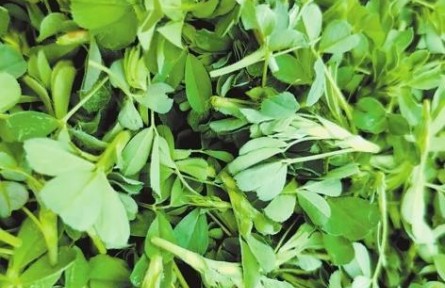 知味甘肅 | 春食野菜 舌尖上的浪漫