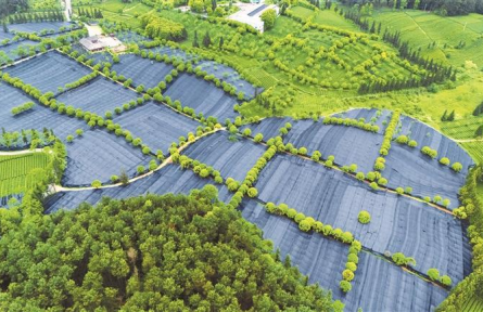 開局起步“十五五”│從論斤賣原料到論杯賣茶飲！貴州湄潭：夏秋茶也有“春天”