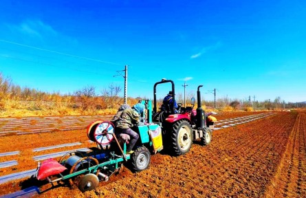 內(nèi)蒙古赤峰王府:“薯”香滿田鬧春耕