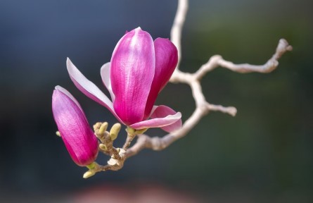 蘭花的生存智慧知多少