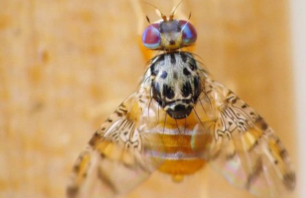 海關(guān)科普：進(jìn)境水果里的“蟲害刺客”