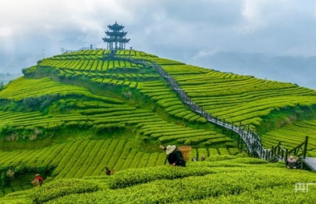 春日里的中國(guó)丨“一葉茶”多元業(yè)態(tài)激活鄉(xiāng)村春日經(jīng)濟(jì)