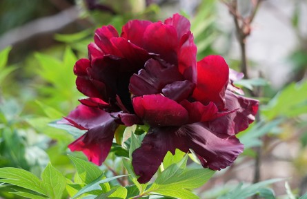 洛陽(yáng)國(guó)際牡丹園“混血”黑牡丹——水墨丹青迎來最佳觀賞期