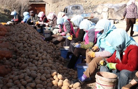 高質量發(fā)展“新”速度丨吉木薩爾：春耕“薯”光好，增收有盼頭